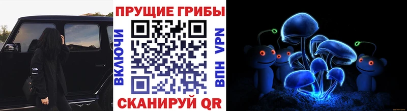 купить   Костерёво  Галлюциногенные грибы Psilocybe 